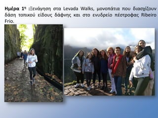 Ημέρα 1η :Ξενάγηση στα Levada Walks, μονοπάτια που διασχίζουν
δάση τοπικού είδους δάφνης και στο ενυδρείο πέστροφας Ribeiro
Frio.
 