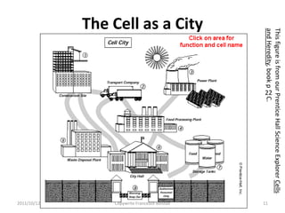 This figure is from our Prentice Hall Science Explorer Cells
            and Heredity, book p C.
                                  22




                                                                           11
The Cell as a City




                                                                           Copywrite Francesco Bolstad
                                                                           2011/10/12
 