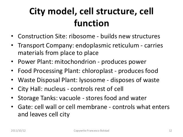 What Cell Stores Water Food And Waste What Cell Stores Water Food And Waste