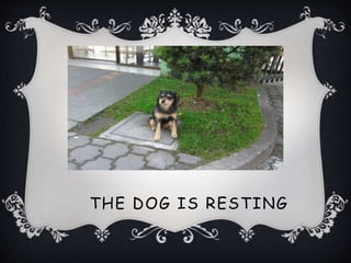 THE DOG IS RESTING
 