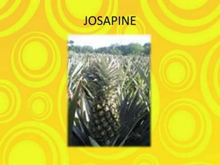 JOSAPINE