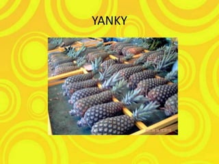 YANKY