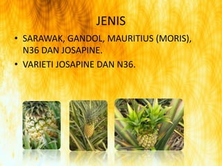 JENISSARAWAK, GANDOL, MAURITIUS (MORIS), N36 DAN JOSAPINE. VARIETI JOSAPINE DAN N36.