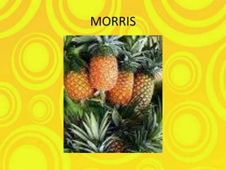 MORRIS