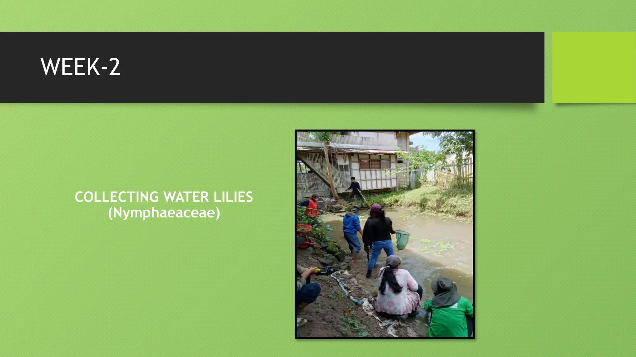 WEEK-2
COLLECTING WATER LILIES
(Nymphaeaceae)
 