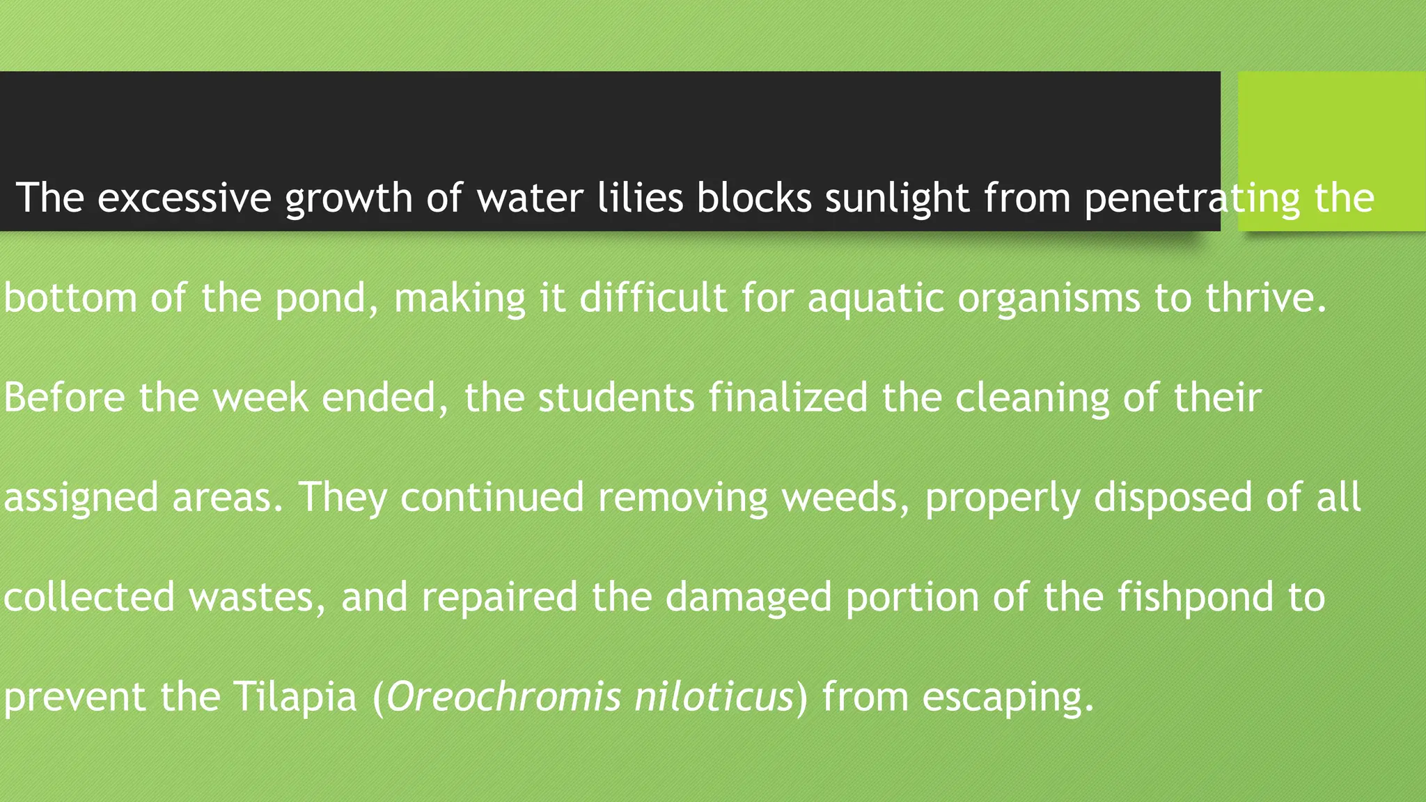 The excessive growth of water lilies blocks sunlight from penetrating the
bottom of the pond, making it difficult for aquatic organisms to thrive.
Before the week ended, the students finalized the cleaning of their
assigned areas. They continued removing weeds, properly disposed of all
collected wastes, and repaired the damaged portion of the fishpond to
prevent the Tilapia (Oreochromis niloticus) from escaping.
 