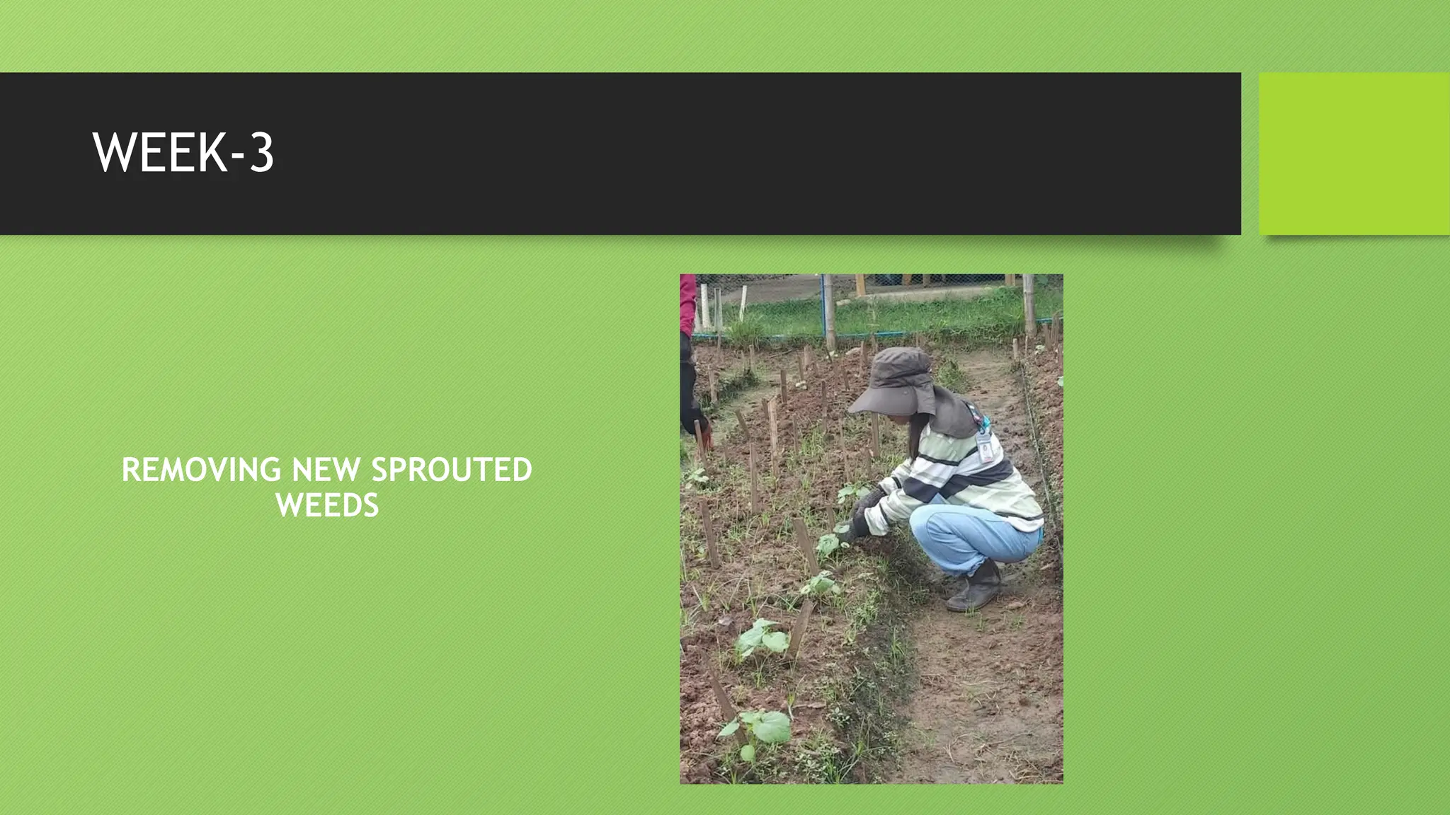 WEEK-3
REMOVING NEW SPROUTED
WEEDS
 