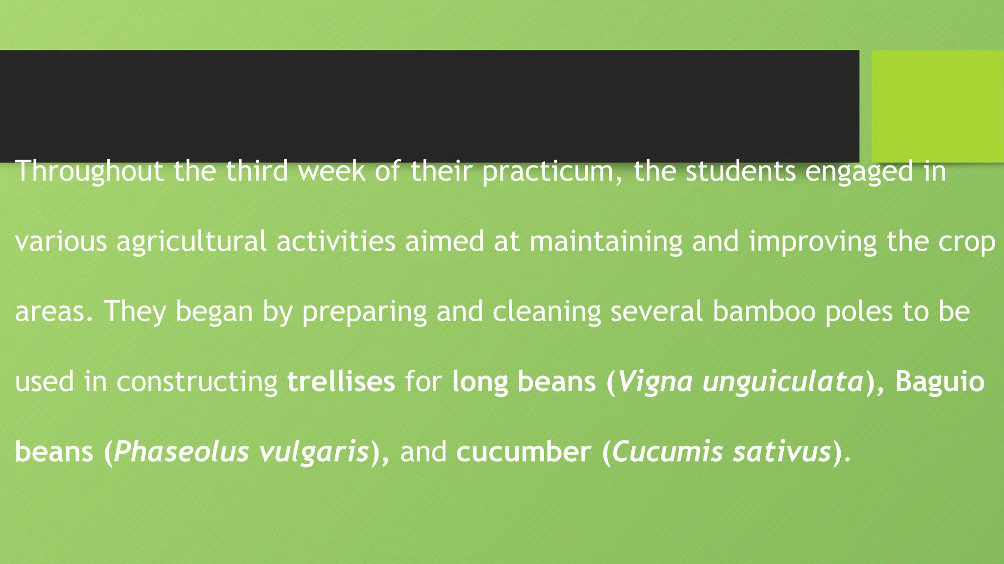 Throughout the third week of their practicum, the students engaged in
various agricultural activities aimed at maintaining and improving the crop
areas. They began by preparing and cleaning several bamboo poles to be
used in constructing trellises for long beans (Vigna unguiculata), Baguio
beans (Phaseolus vulgaris), and cucumber (Cucumis sativus).
 