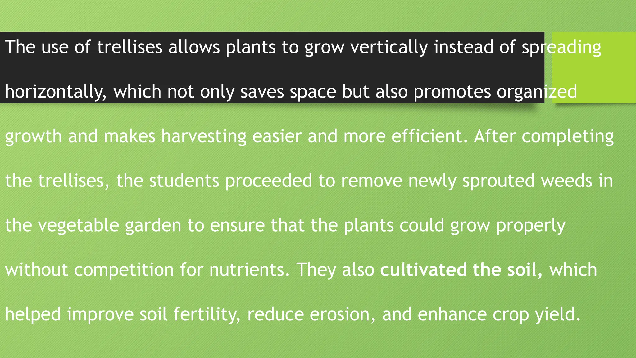 The use of trellises allows plants to grow vertically instead of spreading
horizontally, which not only saves space but also promotes organized
growth and makes harvesting easier and more efficient. After completing
the trellises, the students proceeded to remove newly sprouted weeds in
the vegetable garden to ensure that the plants could grow properly
without competition for nutrients. They also cultivated the soil, which
helped improve soil fertility, reduce erosion, and enhance crop yield.
 
