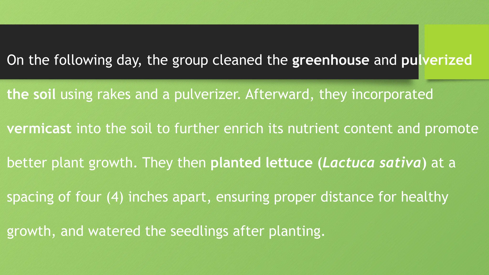On the following day, the group cleaned the greenhouse and pulverized
the soil using rakes and a pulverizer. Afterward, they incorporated
vermicast into the soil to further enrich its nutrient content and promote
better plant growth. They then planted lettuce (Lactuca sativa) at a
spacing of four (4) inches apart, ensuring proper distance for healthy
growth, and watered the seedlings after planting.
 