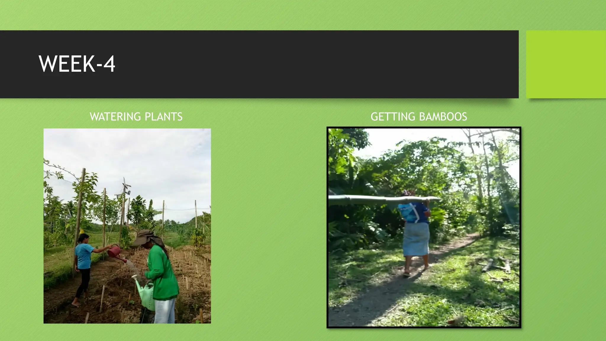 WEEK-4
WATERING PLANTS GETTING BAMBOOS
 