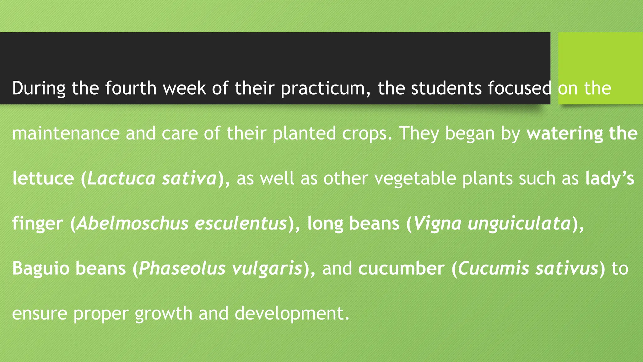 During the fourth week of their practicum, the students focused on the
maintenance and care of their planted crops. They began by watering the
lettuce (Lactuca sativa), as well as other vegetable plants such as lady’s
finger (Abelmoschus esculentus), long beans (Vigna unguiculata),
Baguio beans (Phaseolus vulgaris), and cucumber (Cucumis sativus) to
ensure proper growth and development.
 