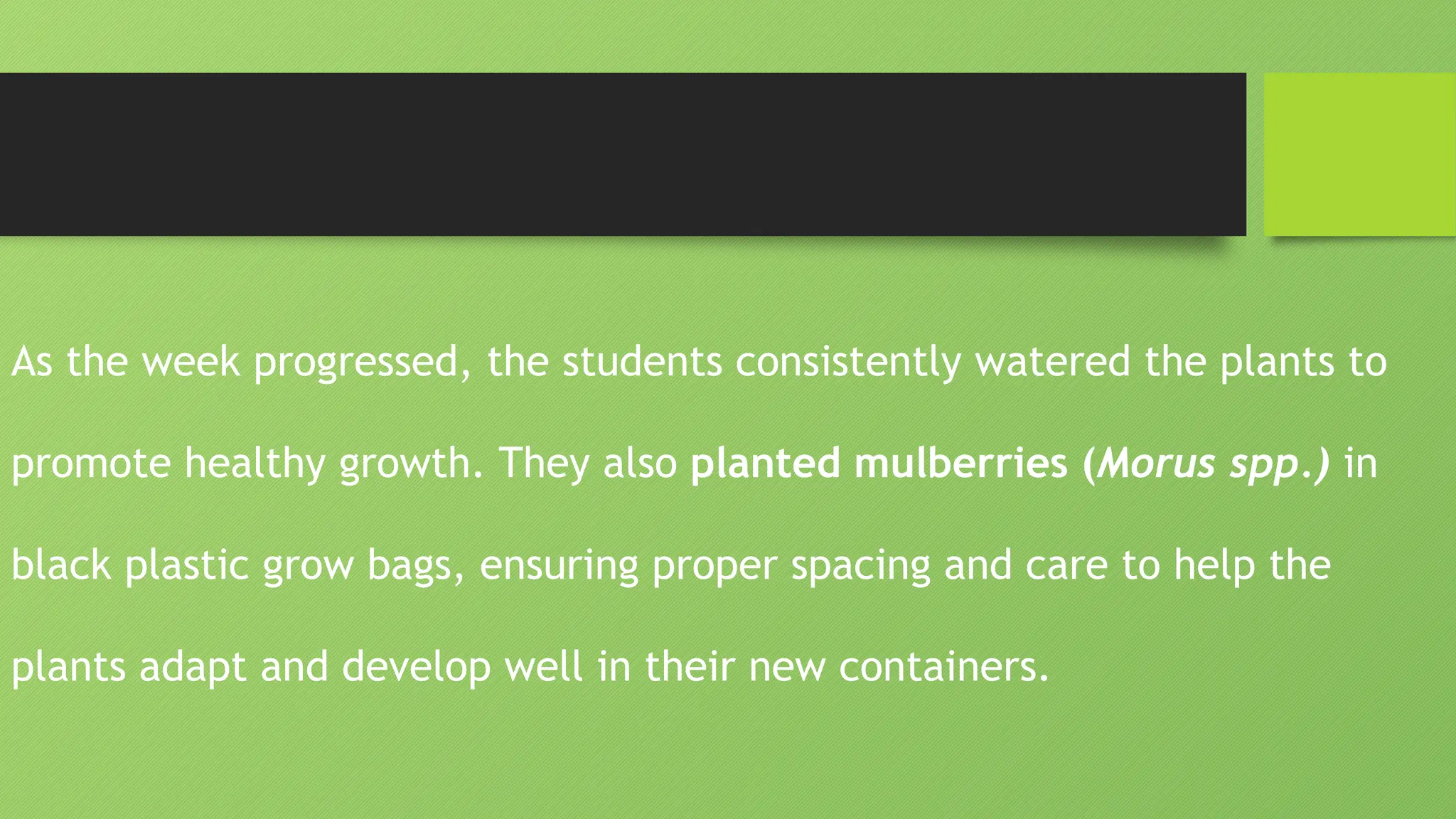 As the week progressed, the students consistently watered the plants to
promote healthy growth. They also planted mulberries (Morus spp.) in
black plastic grow bags, ensuring proper spacing and care to help the
plants adapt and develop well in their new containers.
 