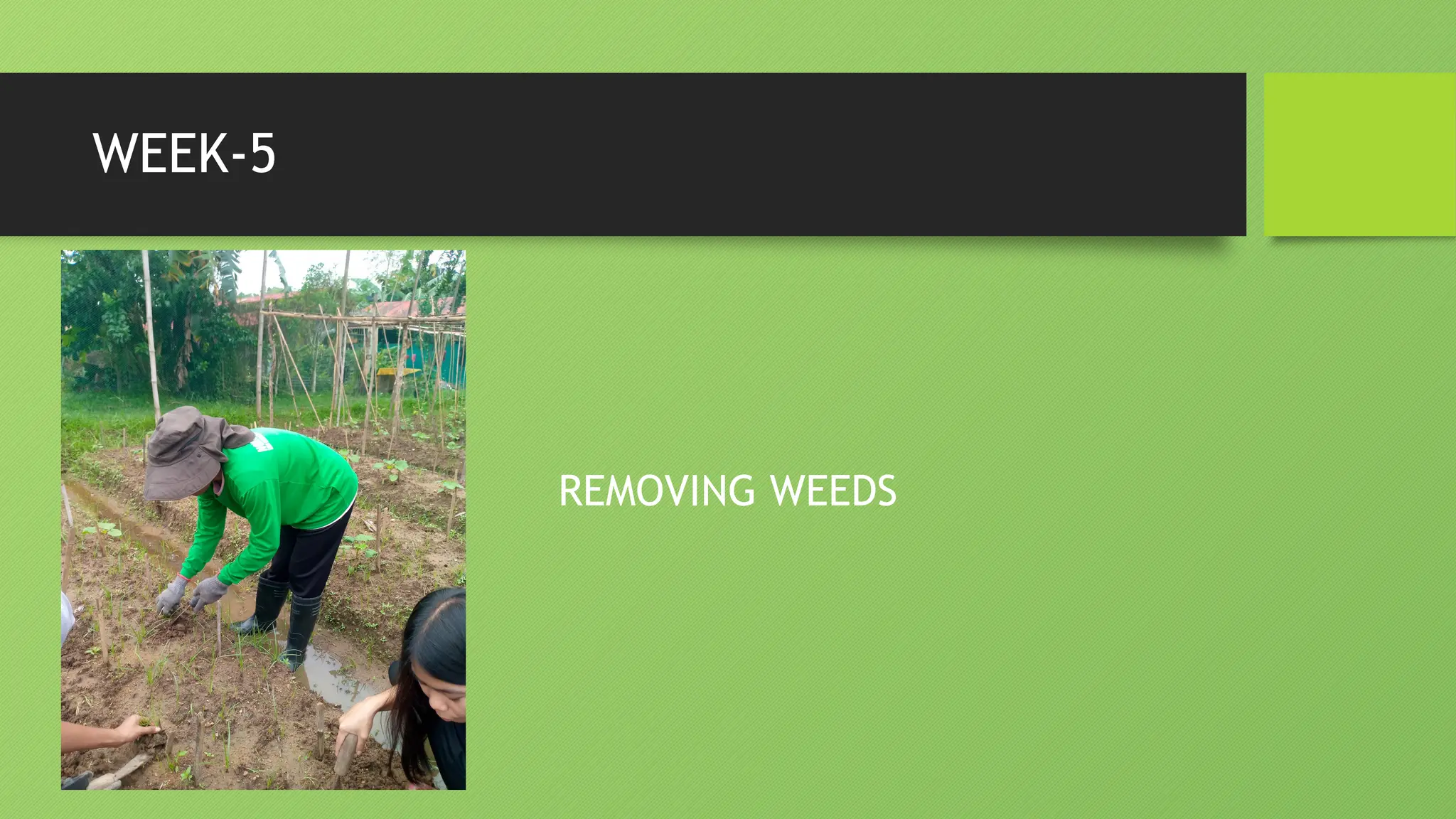 WEEK-5
REMOVING WEEDS
 