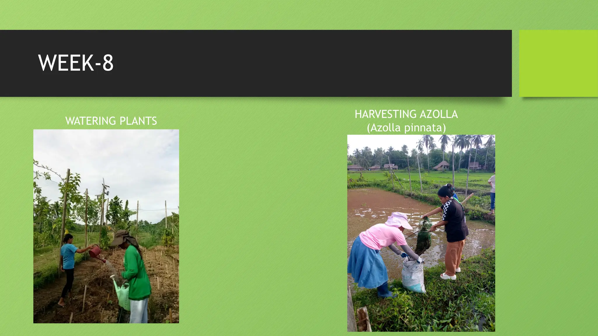 WEEK-8
HARVESTING AZOLLA
(Azolla pinnata)
WATERING PLANTS
 