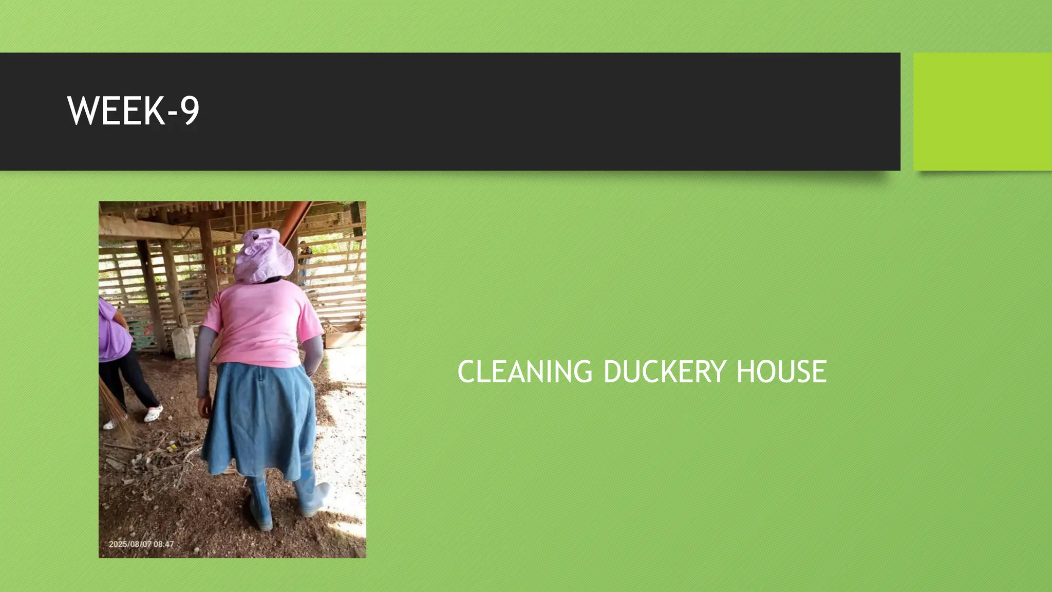 WEEK-9
CLEANING DUCKERY HOUSE
 
