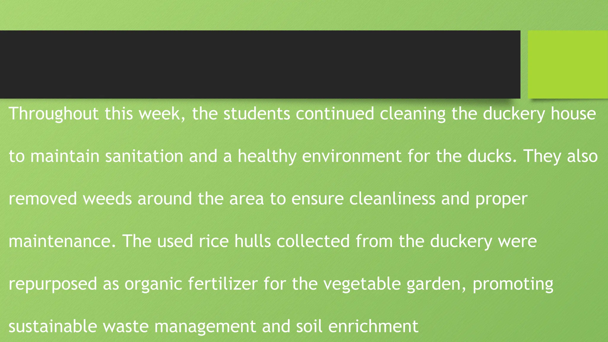 Throughout this week, the students continued cleaning the duckery house
to maintain sanitation and a healthy environment for the ducks. They also
removed weeds around the area to ensure cleanliness and proper
maintenance. The used rice hulls collected from the duckery were
repurposed as organic fertilizer for the vegetable garden, promoting
sustainable waste management and soil enrichment
 
