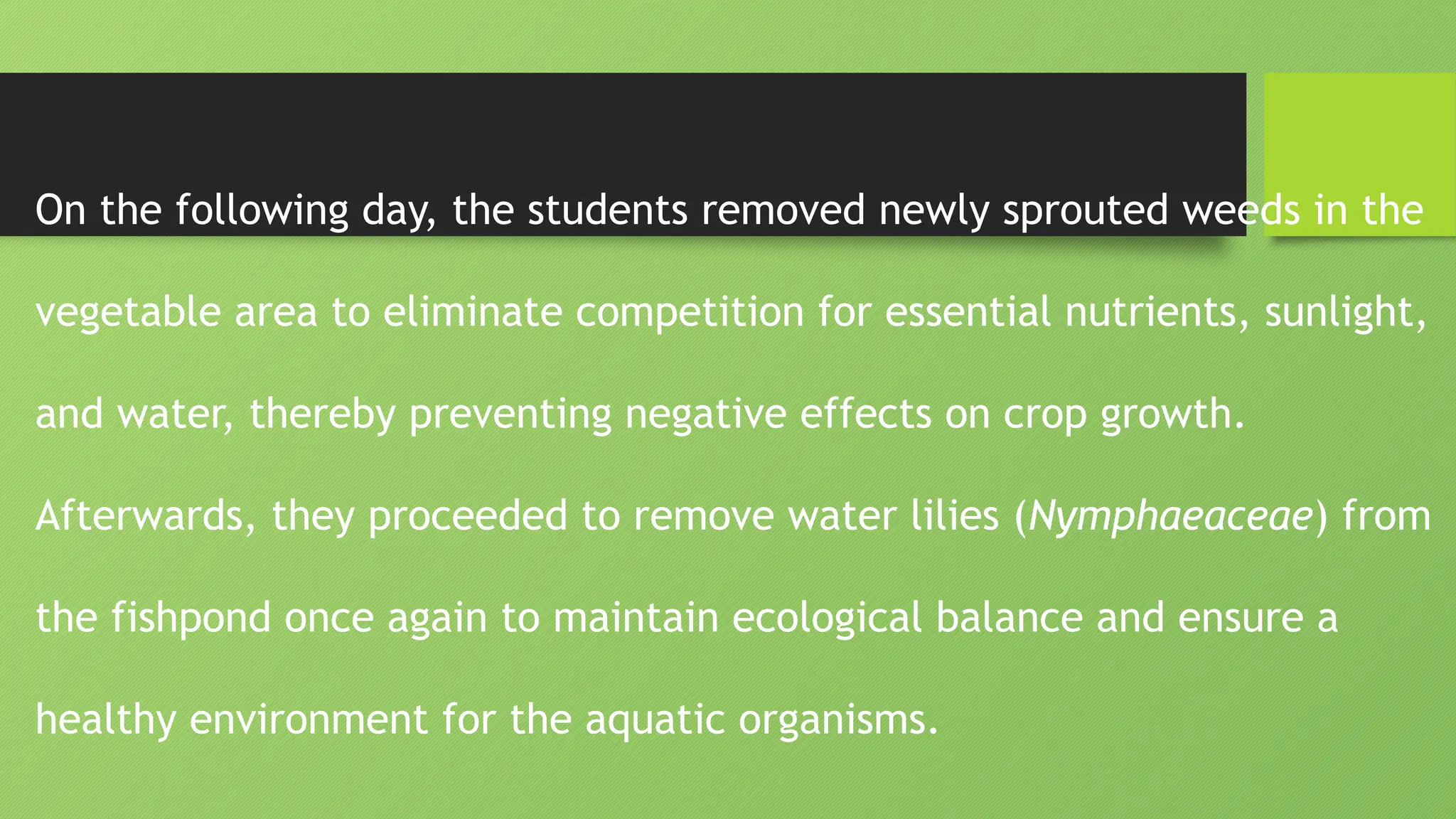 On the following day, the students removed newly sprouted weeds in the
vegetable area to eliminate competition for essential nutrients, sunlight,
and water, thereby preventing negative effects on crop growth.
Afterwards, they proceeded to remove water lilies (Nymphaeaceae) from
the fishpond once again to maintain ecological balance and ensure a
healthy environment for the aquatic organisms.
 