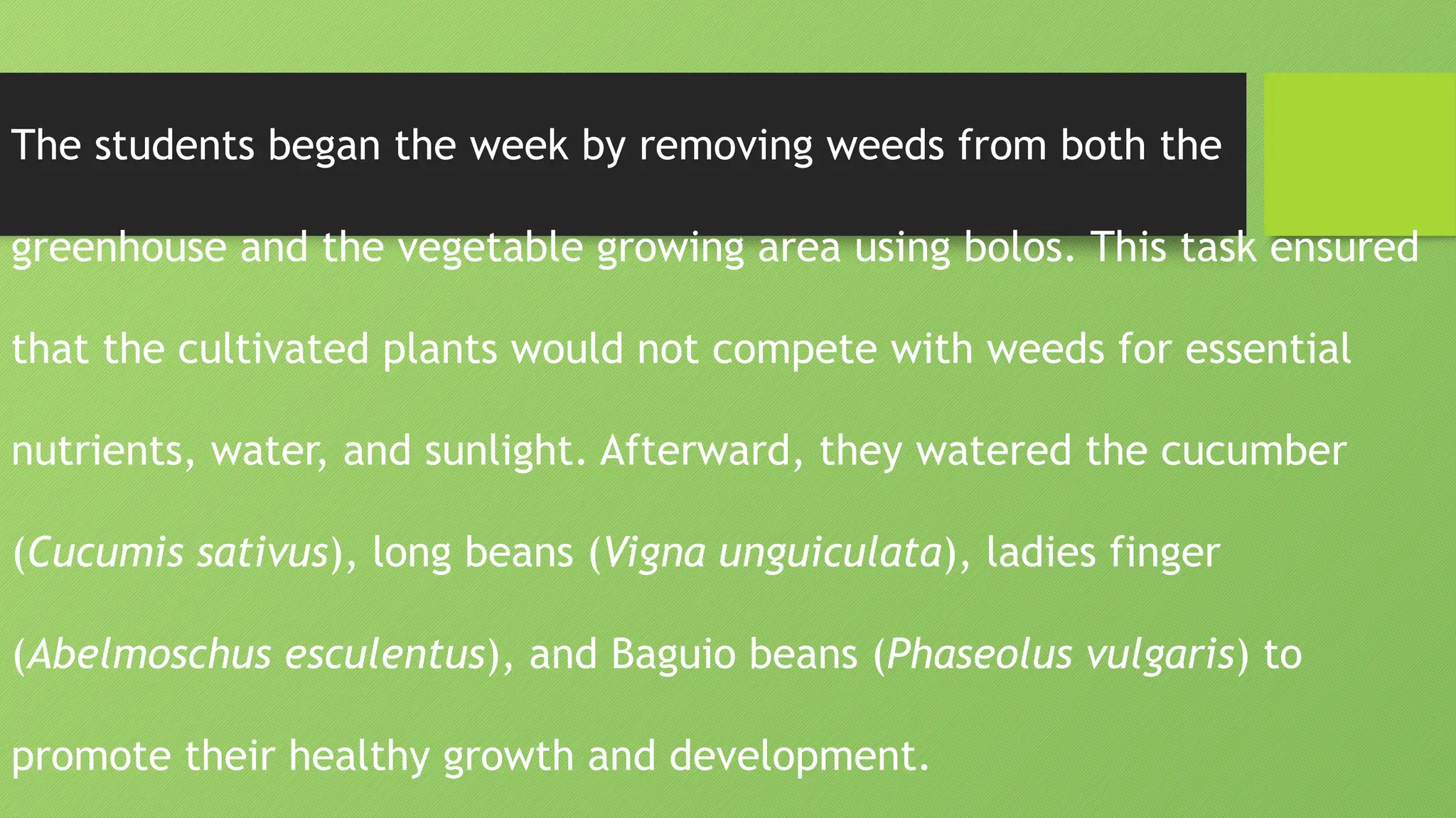 The students began the week by removing weeds from both the
greenhouse and the vegetable growing area using bolos. This task ensured
that the cultivated plants would not compete with weeds for essential
nutrients, water, and sunlight. Afterward, they watered the cucumber
(Cucumis sativus), long beans (Vigna unguiculata), ladies finger
(Abelmoschus esculentus), and Baguio beans (Phaseolus vulgaris) to
promote their healthy growth and development.
 