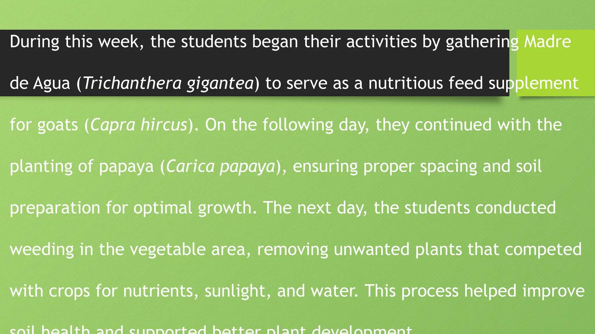During this week, the students began their activities by gathering Madre
de Agua (Trichanthera gigantea) to serve as a nutritious feed supplement
for goats (Capra hircus). On the following day, they continued with the
planting of papaya (Carica papaya), ensuring proper spacing and soil
preparation for optimal growth. The next day, the students conducted
weeding in the vegetable area, removing unwanted plants that competed
with crops for nutrients, sunlight, and water. This process helped improve
 