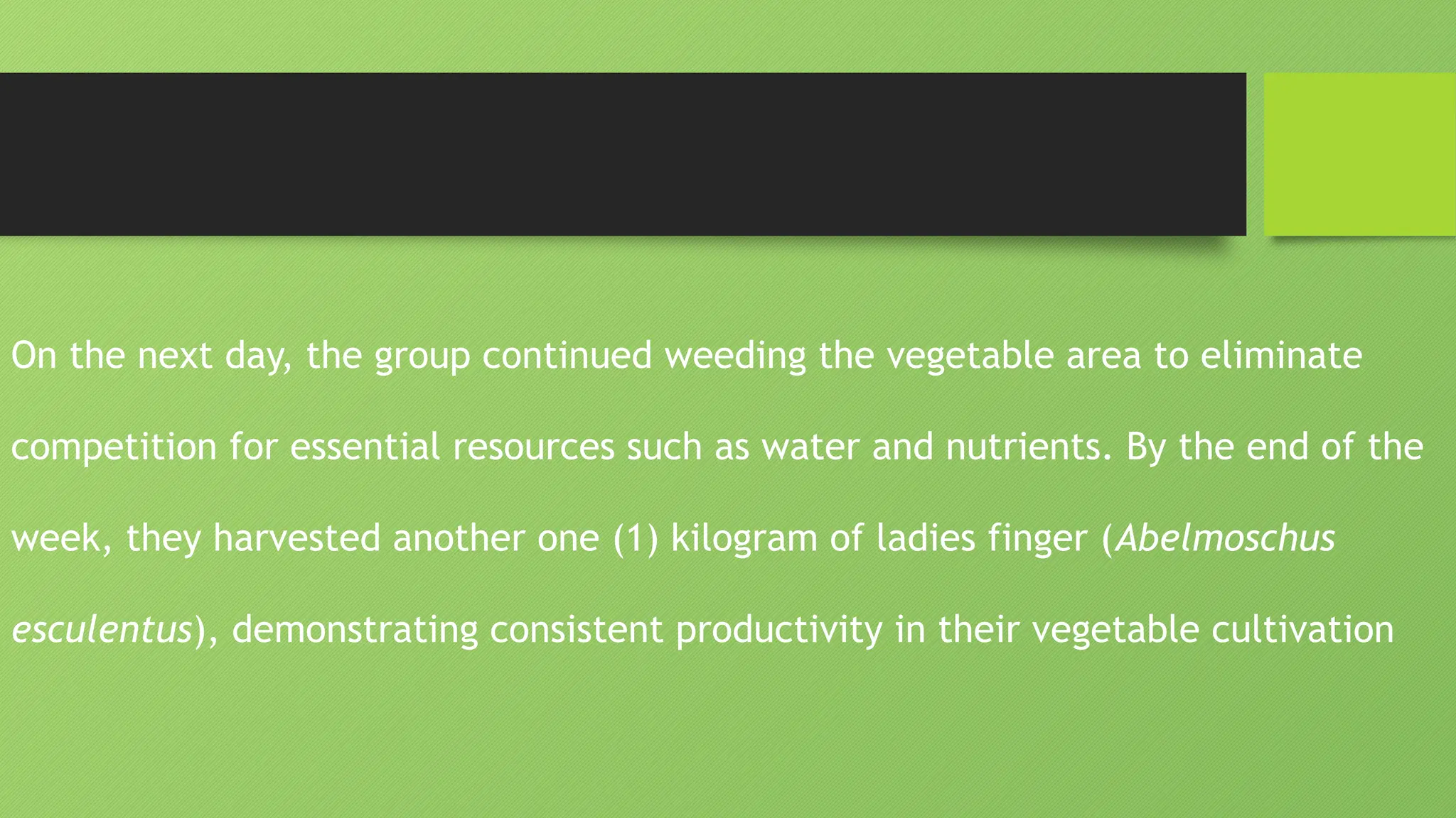 On the next day, the group continued weeding the vegetable area to eliminate
competition for essential resources such as water and nutrients. By the end of the
week, they harvested another one (1) kilogram of ladies finger (Abelmoschus
esculentus), demonstrating consistent productivity in their vegetable cultivation
 