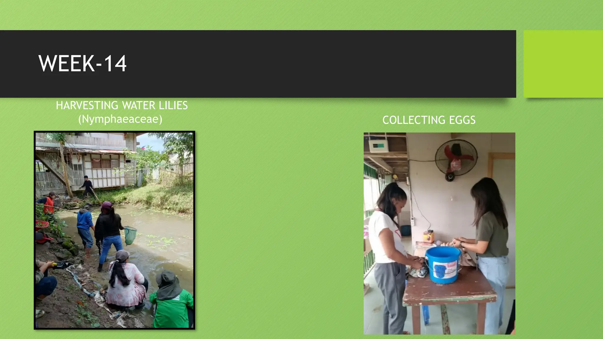 WEEK-14
HARVESTING WATER LILIES
(Nymphaeaceae) COLLECTING EGGS
 