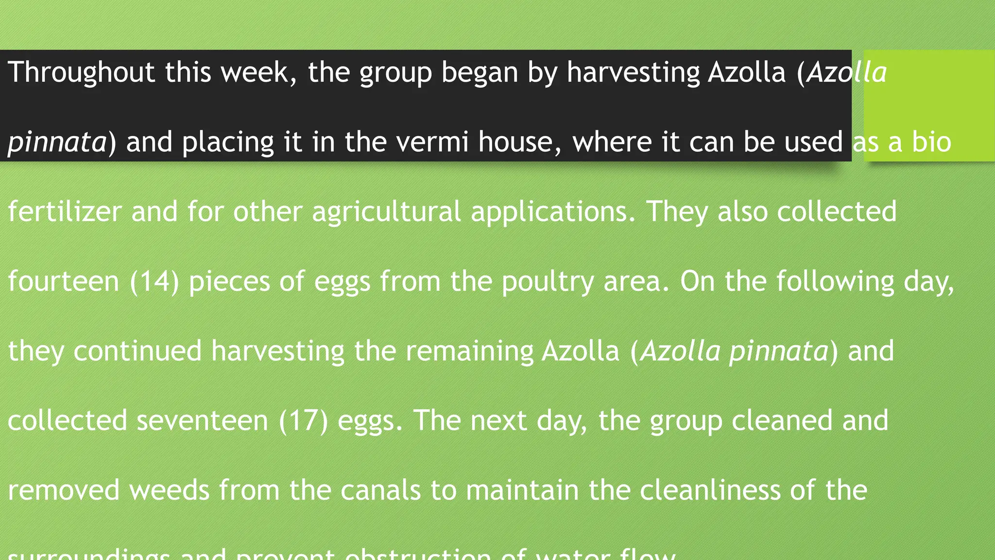 Throughout this week, the group began by harvesting Azolla (Azolla
pinnata) and placing it in the vermi house, where it can be used as a bio
fertilizer and for other agricultural applications. They also collected
fourteen (14) pieces of eggs from the poultry area. On the following day,
they continued harvesting the remaining Azolla (Azolla pinnata) and
collected seventeen (17) eggs. The next day, the group cleaned and
removed weeds from the canals to maintain the cleanliness of the
 
