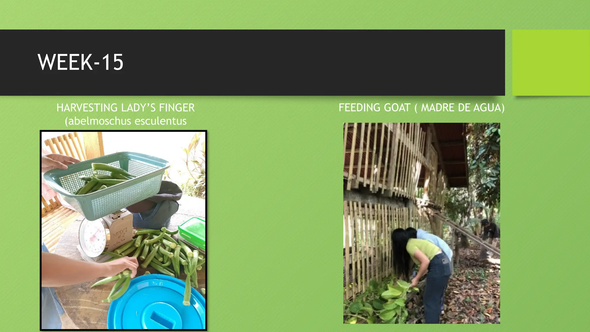 WEEK-15
HARVESTING LADY’S FINGER
(abelmoschus esculentus
FEEDING GOAT ( MADRE DE AGUA)
 