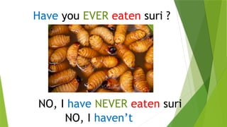 Have you EVER eaten suri ?
NO, I have NEVER eaten suri
NO, I haven’t
 