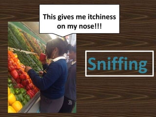 Sniffing
This gives me itchiness
on my nose!!!
 