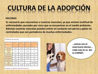Es necesario que vacunemos a nuestras mascotas, ya que existen multitud de 
enfermedades causadas por virus que se encuentran en el medio ambiente. 
Además nuestras mascotas pueden entrar en contacto con perros y gatos no 
controlados que son portadores de muchas enfermedades. 
…vamos con el 
veterinario decían… 
nada más te va dar 
tu CARNET. 
VACUNAS 
 