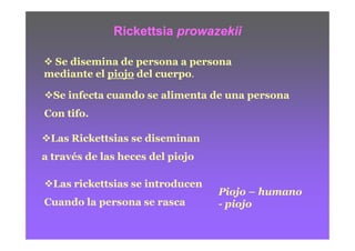 Rickettsia prowazekii

 Se disemina de persona a persona
mediante el piojo del cuerpo.

  Se infecta cuando se alimenta de una persona
Con tifo.

 Las Rickettsias se diseminan
a través de las heces del piojo

  Las rickettsias se introducen
                                  Piojo – humano
Cuando la persona se rasca        - piojo
 