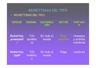 RICKETTSIAS DEL TIFO
• RICKETTSIAS DEL TIFO

 ESPECIE     ENFERM.   DISTRIBUC    VECTOR     PORTADO
                          IÓN                     R



Rickettsia    Tifo     En todo el     Piojo    Humanos
prowazeki    epidémi    mundo       corporal   y ardillas
    i           co                             voladoras


Rickettsia     Tifo    En todo el    Pulga     roedores
  typhi      endémic    mundo
                o
 