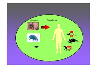 HABITA

vectores     Portadores
 
