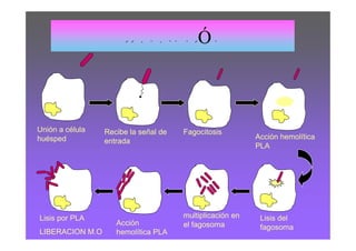 CICLO DE INFECIÓN



Unión a célula   Recibe la señal de   Fagocitosis
huésped                                                   Acción hemolítica
                 entrada
                                                          PLA




Lisis por PLA                         multiplicación en    Lisis del
                    Acción            el fagosoma          fagosoma
LIBERACION M.O      hemolítica PLA
 