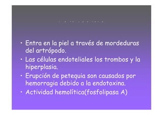 MECANISMOS PATOGENICIDAD

• Entra en la piel a través de mordeduras
  del artrópodo.
• Las células endoteliales los trombos y la
  hiperplasia.
• Erupción de petequia son causados por
  hemorragia debido a la endotoxina.
• Actividad hemolítica(fosfolipasa A)
 