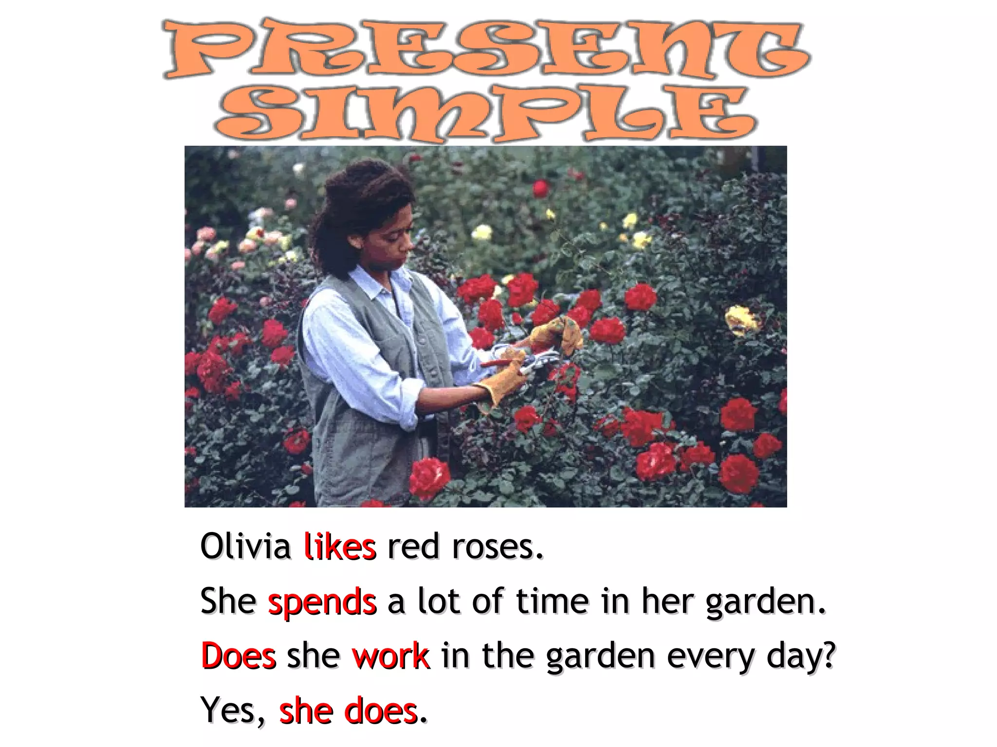 Olivia  likes  red roses. She  spends  a lot of time in her garden. Does  she  work  in the garden every day? Yes,  she does . 