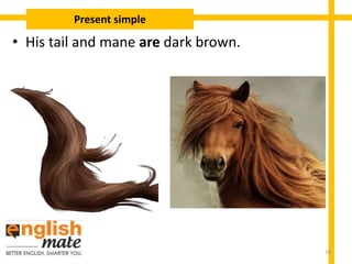 • His tail and mane are dark brown.
Present simple
10
 