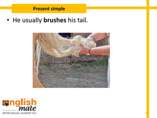 • He usually brushes his tail.
Present simple
15
 