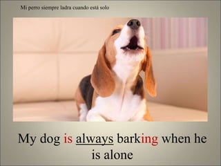 My dog is always barking when he
is alone
Mi perro siempre ladra cuando está solo
 