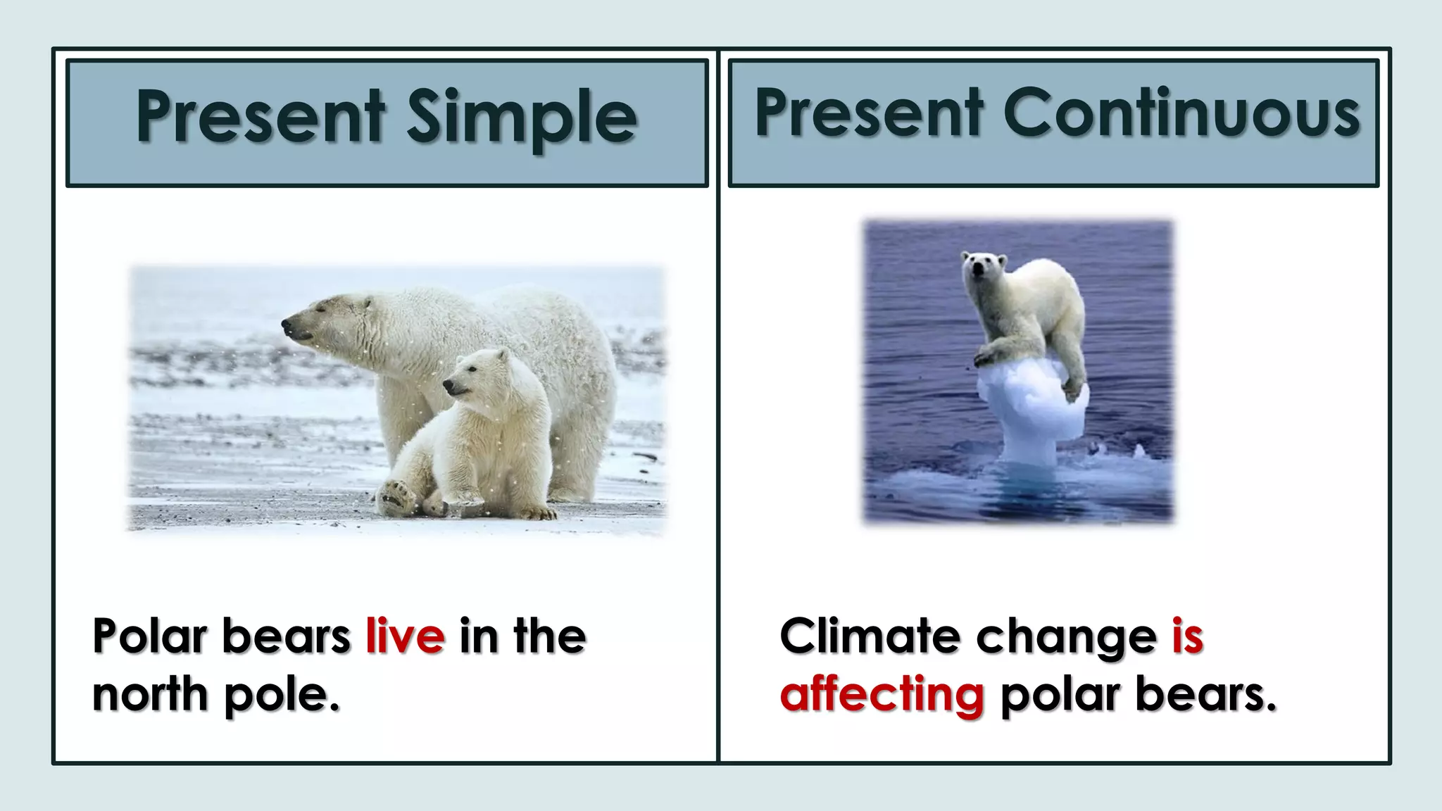 Present Simple Present Continuous
Polar bears live in the
north pole.
Climate change is
affecting polar bears.
 
