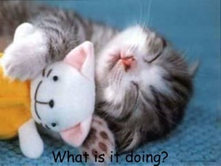 What is it doing?