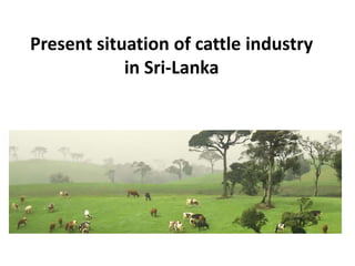 Present situation of cattle industry
in Sri-Lanka
 
