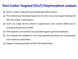 Start Codon Targeted (SCoT) Polymorphism analysis
 SCoT is a novel method for generating plant DNA markers.
 This method was developed based on the short conserved region flanking the
ATG start codon in plant genes.
 SCoT uses single 18-mer primers in polymerase chain reaction (PCR) and an
annealing temperature of 50°C.
 PCR amplicons are resolved using standard agarose gel electrophoresis.
 This method was validated in rice using a genetically diverse set of genotypes
and a backcross population.
 Diagram showing principle of SCoT PCR amplification
 
