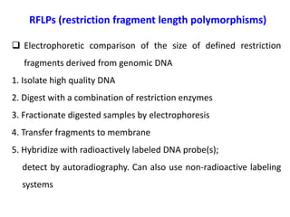 RFLPs (restriction fragment length polymorphisms)
 Electrophoretic comparison of the size of defined restriction
fragments derived from genomic DNA
1. Isolate high quality DNA
2. Digest with a combination of restriction enzymes
3. Fractionate digested samples by electrophoresis
4. Transfer fragments to membrane
5. Hybridize with radioactively labeled DNA probe(s);
detect by autoradiography. Can also use non-radioactive labeling
systems
 