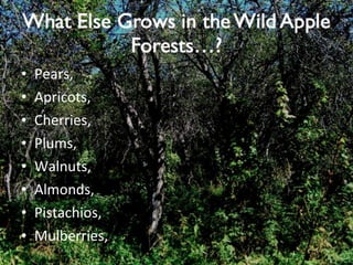 Pears, Apricots, Cherries, Plums, Walnuts, Almonds, Pistachios, Mulberries, 