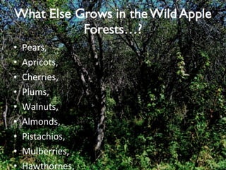 Pears, Apricots, Cherries, Plums, Walnuts, Almonds, Pistachios, Mulberries, Hawthornes, 