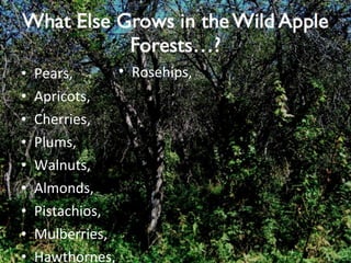 Pears, Apricots, Cherries, Plums, Walnuts, Almonds, Pistachios, Mulberries, Hawthornes, Rosehips, 