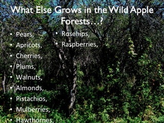 Pears, Apricots, Cherries, Plums, Walnuts, Almonds, Pistachios, Mulberries, Hawthornes, Rosehips, Raspberries, 