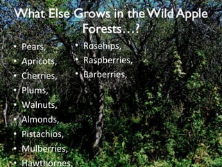 Pears, Apricots, Cherries, Plums, Walnuts, Almonds, Pistachios, Mulberries, Hawthornes, Rosehips, Raspberries, Barberries, 